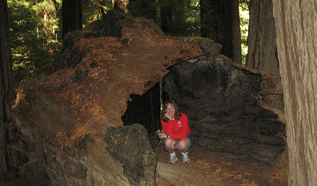 teri-rutherford-redwoods